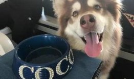 网红吃瓜狗子是谁,揭秘网络红人的神秘魅力